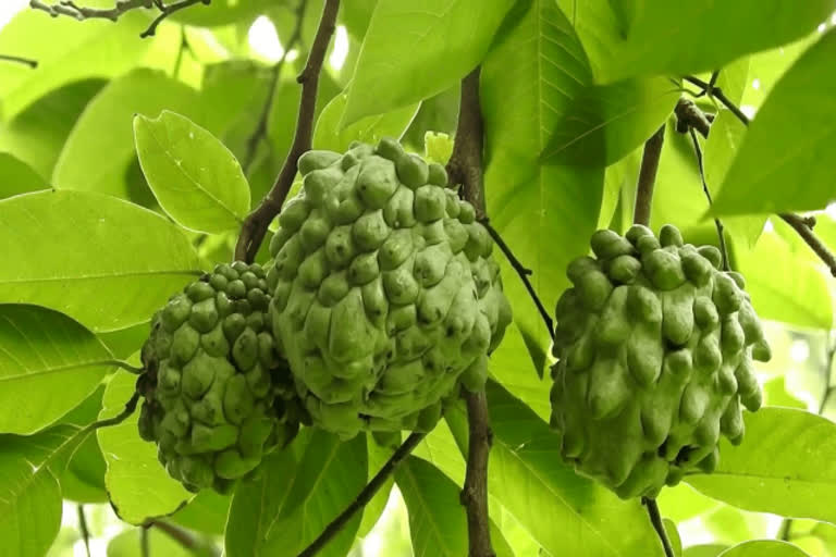 Custard apple rate  Custard apple  kodaikanal  Custard apple rate increase  kodaikanal Custard apple  சீத்தாப்பழம்  விலை ஏறிய சீத்தாப்பழம்  கொடைகானல்  கொடைகானல் சீத்தாப்பழம்  விளைச்சல் குறைந்த சீத்தாப்பழம்