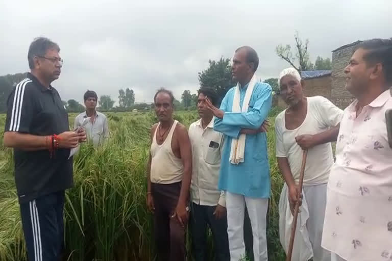 Poonia inspected Damage of Crops due to Rain