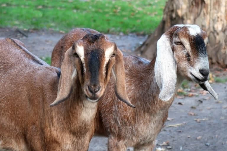 Tamil Nadu: Farmer Shot Dead In Dispute Over Missing Goats