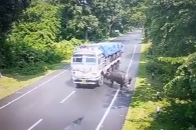 speeding-truck-hits-rhinoceros-in-assams-kaziranga-national-park