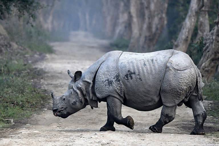 Kaziranga Tragedy