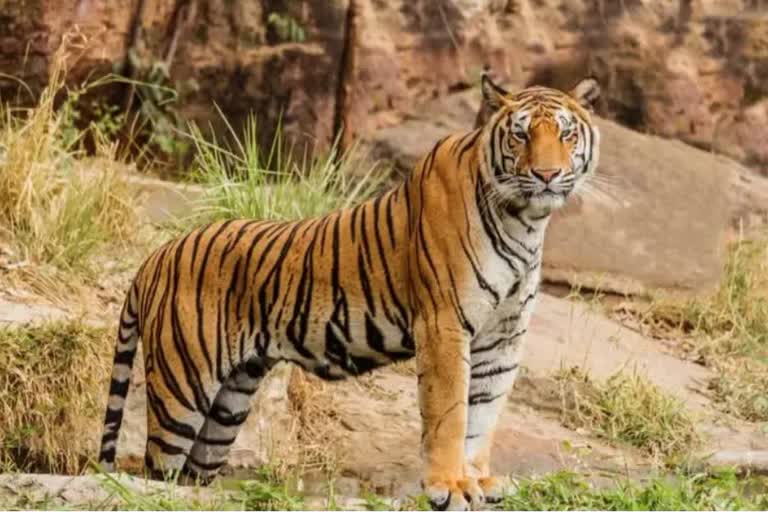 Tiger movement in Bhopal