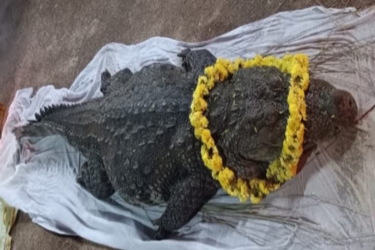 temple crocodile  kasargode ananthapathmanabha swami  kasargode ananthapathmanabha swami temple  crocodile named babiya died  babiya died  babiya crocodile died  latest news in kasargode  latest news today  കാസർകോട് അനന്തപത്മനാഭസ്വാമി ക്ഷേത്രത്തിലെ  അത്ഭുത മുതല  ക്ഷേത്രത്തിലെ അത്ഭുത മുതല ഓർമ്മയായി  ബബിയ മുതല ഞായറാഴ്‌ച ഓർമ്മയായി  ഭക്തര്‍ക്ക് കൗതുക കാഴ്‌ചയായിരുന്ന ബബിയ  പത്മനാഭന്‍റെ വിഗ്രഹം  ശ്രീപത്മനാഭ സ്വാമി  പുരാതന വാസ്‌തുവിദ്യ  പ്രകൃതിദത്തമായി നിർമിച്ച ചായങ്ങൾ  കാസര്‍കോട് ഏറ്റവും പുതിയ വാര്‍ത്ത  ഇന്നത്തെ പ്രധാന വാര്‍ത്ത