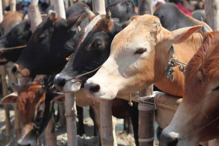 Supreme Court refuses to entertain plea seeking to declare Cow as National Animal of India