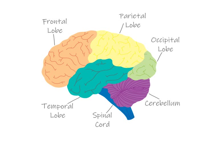 Researchers Discover A New Function Of The Cerebellum Or Little Brain