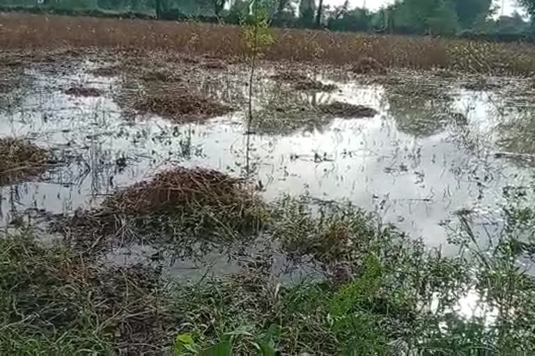 MP Heavy Rain Destroyed all crops