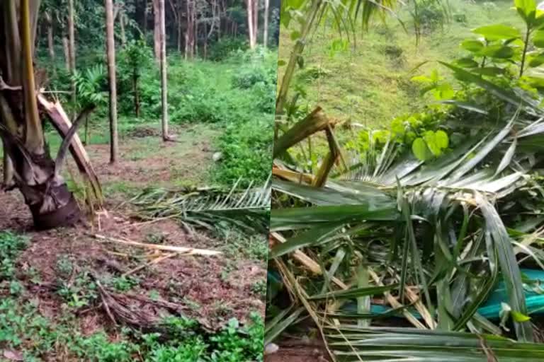 ചേലക്കര  ചേലക്കരയിൽ വീണ്ടും കാട്ടാന ഇറങ്ങി  നാട്ടുകാർ ആശങ്കയിൽ  തൃശ്ശൂർ  കളപ്പാറ  പൂളക്കുണ്ട്  THRISSUR  CHELAKKARA  WILD ELEPHANT