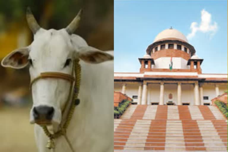 declared cow as national animal