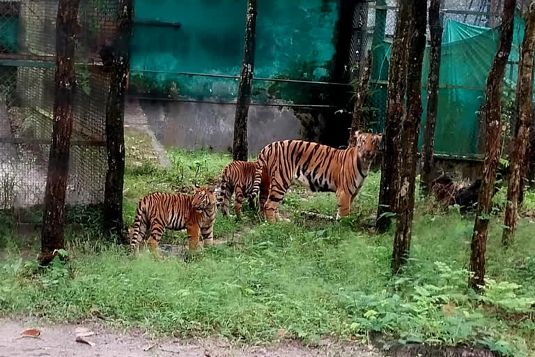 4 Royal Bengal Cubs Release in Siliguri Bengal Safari Park