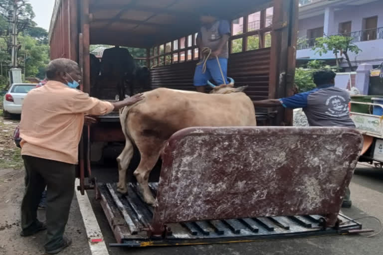 தெருக்களில் சுற்றித்திரியும் மாட்டின் உரிமையாளர்களுக்கு இரண்டாயிரம் ரூபாய் அபராதம்