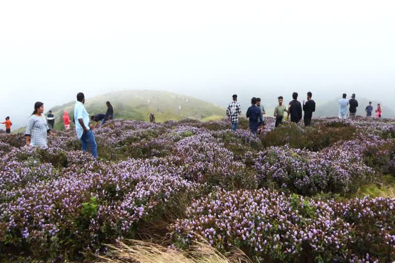 neelakurinji flower  neelakurinji flower in idukki  neelakurinji  restrictions imposed by authorities  rush of tourists  rush of tourists to visit neelakurinji flower  latest news in idukki  latest news today  നീലക്കുറിഞ്ഞി  സഞ്ചാരികളുടെ തിരക്ക്  നിയന്ത്രണം ഏര്‍പ്പെടുത്തി അധികാരികള്‍  ശാന്തൻപാറയിലെ കള്ളിപ്പാറ മല  കടുത്ത നിയന്ത്രണം  ശാന്തൻപാറ ഗ്രാമപഞ്ചായത്തും വനം വകുപ്പും  ഇടുക്കി ഏറ്റവും പുതിയ വാര്‍ത്ത  ഇന്നത്തെ പ്രധാന വാര്‍ത്ത