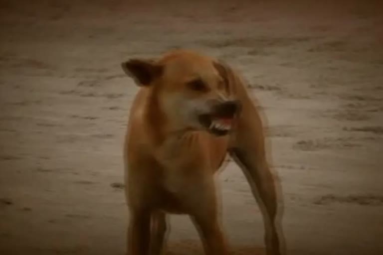 stray-dog-menace-continues-unabated-in-srinagar
