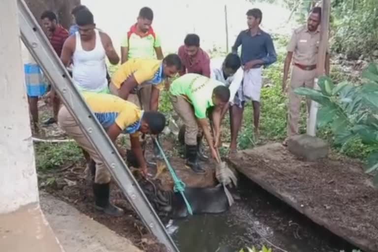 கழிவுநீர் தொட்டியில் தவறி விழுந்த மாடு பத்திரமாக மீட்பு