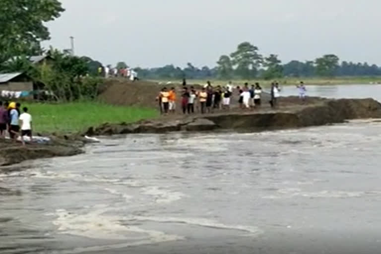 subansiri erosion in lakhimpur