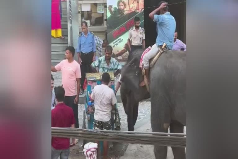 Elephant took taste of Panipuri in Tezpur street  Elephant took taste of Panipuri  Tezpur street  ആശാനെ പനംപട്ട വേണ്ട  പാനിപൂരി മതി  വൈറലായി ആനയുടെ പാനിപൂരി തീറ്റ  തേസ്‌പൂരില്‍ നിന്നുള്ള കാഴ്‌ച  ദിസ്‌പൂര്‍ വാര്‍ത്തകള്‍  അസമിലെ വാര്‍ത്തകള്‍  അസം പുതിയ വാര്‍ത്തകള്‍  assam news updates  latest news updates in assam  national news updates  സോഷ്യല്‍ മീഡിയ