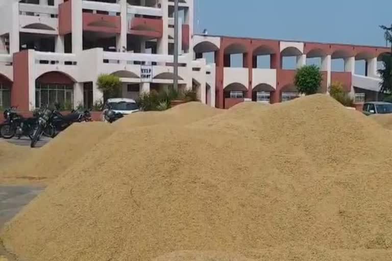 paddy crop at Brahmasarovar