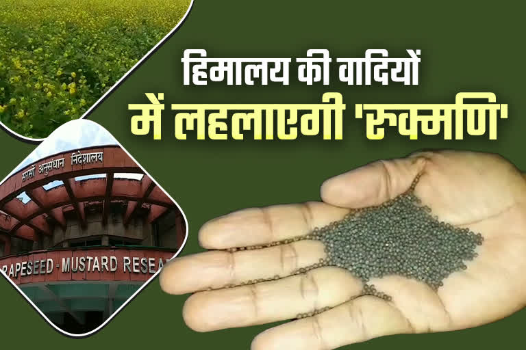 Bharatpur new mustard seed, Bharatpur new mustard seed Rukmani