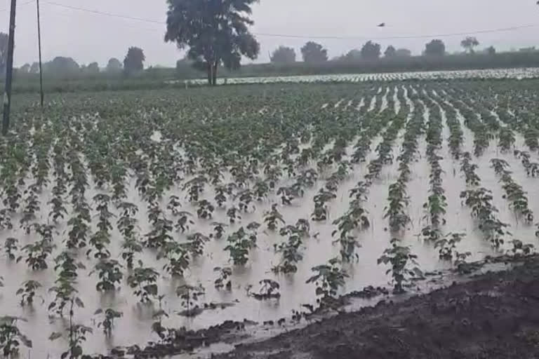 Jalgaon Rain