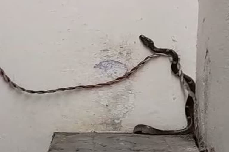 jabalpur snake rescue video