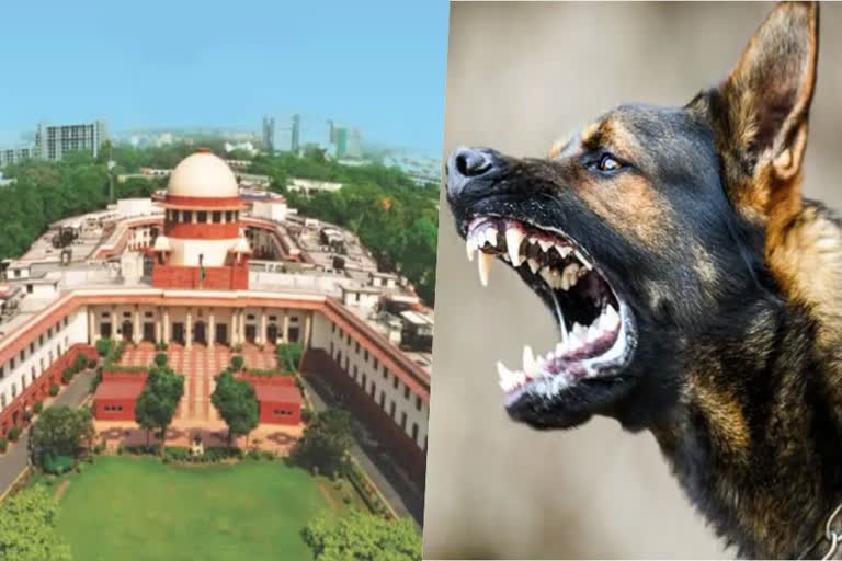 Supreme Court  Supreme Court order on Stray Dog Issue  Stray Dog  Supreme Court asks Animal Welfare Board  Animal Welfare Board  submit data on dog bites in last 7 years  ഹര്‍ജി  തെരുവുനായ  തെരുവുനായ ആക്രമണ സംഭവങ്ങളില്‍  എഡബ്ല്യുബിഐ  സുപ്രീംകോടതി  ഡാറ്റ സമര്‍പ്പിക്കാന്‍  ആനിമൽ വെൽഫെയർ ബോർഡ് ഓഫ് ഇന്ത്യ  ന്യൂഡല്‍ഹി  കോടതി