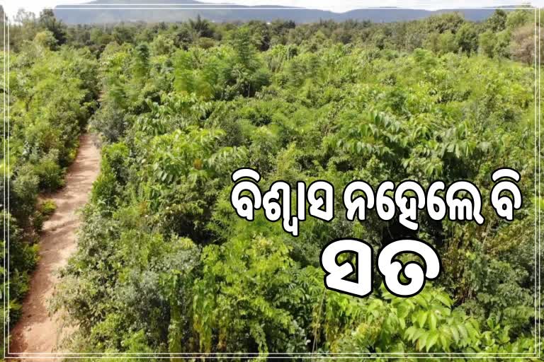 ଜାପାନୀ ପଦ୍ଧତିରେ ଚାରା ରୋପଣ କରି ଟାଙ୍ଗରା ଭୁଇଁରେ ଘଞ୍ଚ ଜଙ୍ଗଲ ସୃଷ୍ଟି