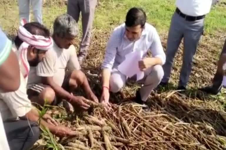 District Collector took stock of loss crop