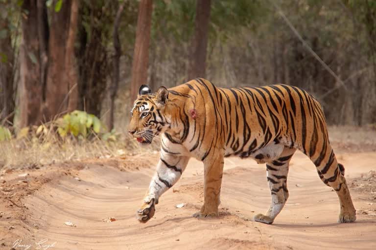 MP ban on night safari