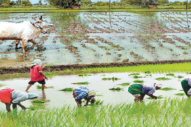 yasangi agriculture