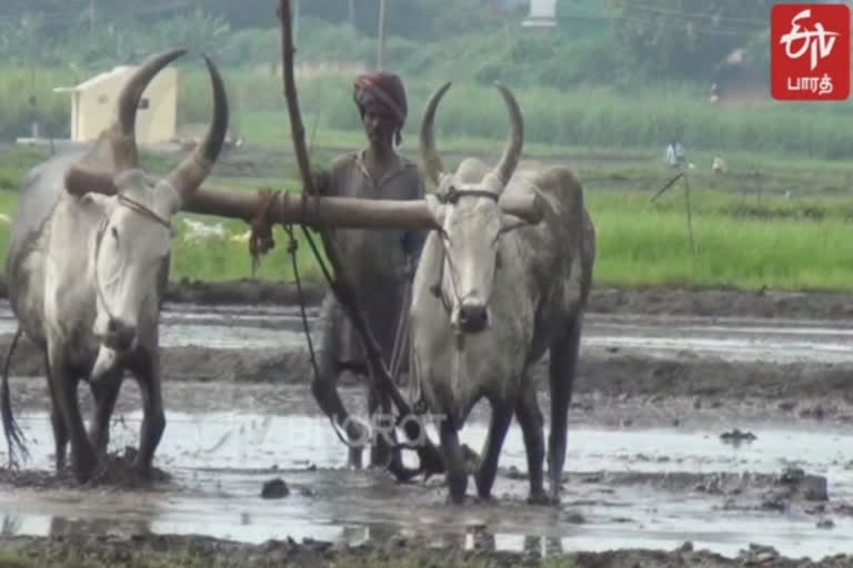 Farmers ulavu start with the help of rain