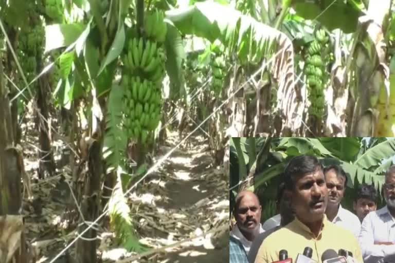 Kalaburagi farmer doing the Banana cultivation