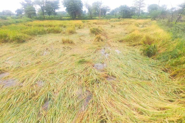 crop spoiled by rain in balod