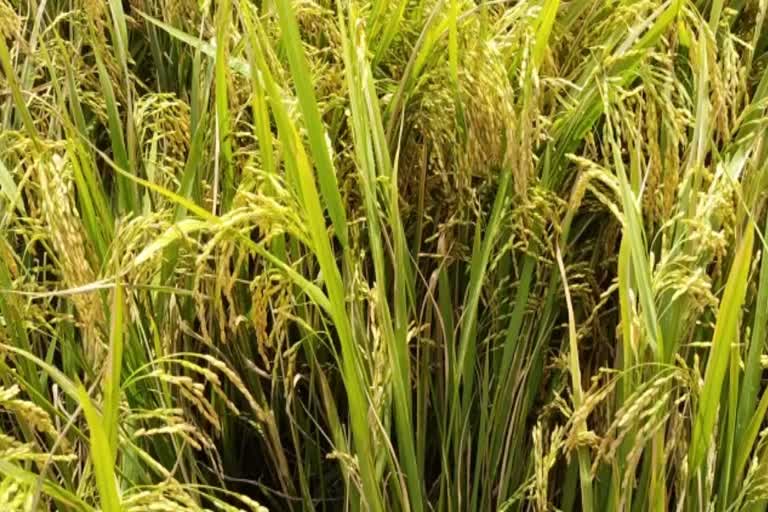 Panicle mite outbreak in Dhamtari