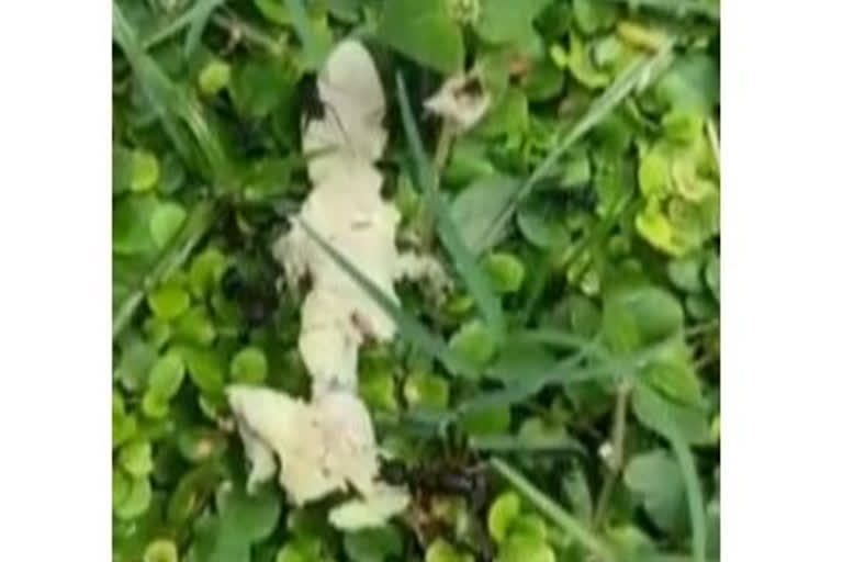 UP: Dead lizard spotted in midday-meal milk after 40 students consume it in Sitapur school