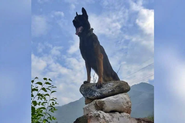 Army dog injured in Kokernag encounter, succumbs at military hospital in Srinagar