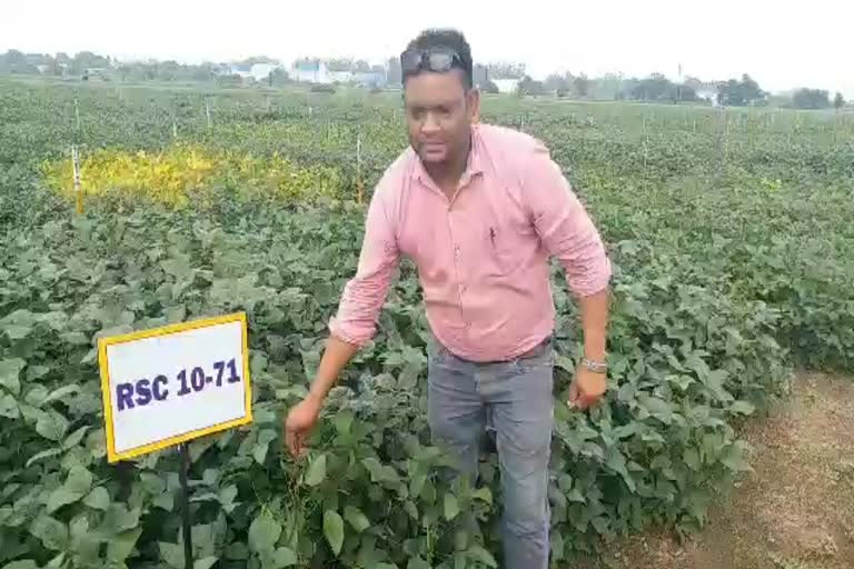 New varieties of soybean developed in Raipur