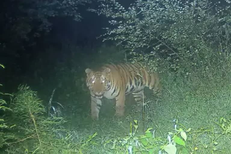 tiger movement trap in cameras