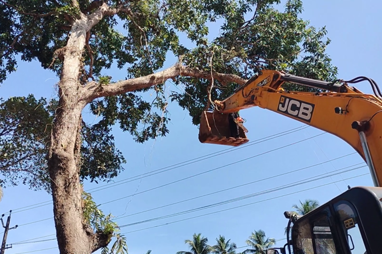 Kannur Kunhimangalam mango tree cutting  mango tree cutting for NH development  national highway development tree cutting kerala  ഓര്‍മയായി കുഞ്ഞിമംഗലം മുത്തശി മാവ്  കുഞ്ഞിമംഗലം മുത്തശി മാവ്  കണ്ണൂര്‍ എടാട്ട് ദേശീയപാത  Kannur Etat National Highway  കുഞ്ഞിമംഗലം കൂട്ടായ്‌മ