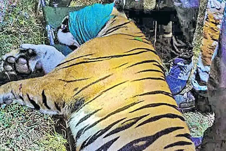 conflict tiger that killed 13 persons  conflict tiger captured in Maharashtra  Tiger killed many people in Maharashtra  ಜನರನ್ನು ಬಲಿ ಪಡೆದಿದ್ದ ಹುಲಿ ಸೆರೆ  ಯುದ್ಧದ ರೀತಿಯಲ್ಲಿ ಕಾರ್ಯಾಚರಣೆ ನಡೆಸಿದ್ದ ಅರಣ್ಯಾಧಿಕಾರಿ  ಹುಲಿಯನ್ನು ಹಿಡಿಯಲು ಯುದ್ಧದ ರೀತಿಯ ಕ್ರಮ