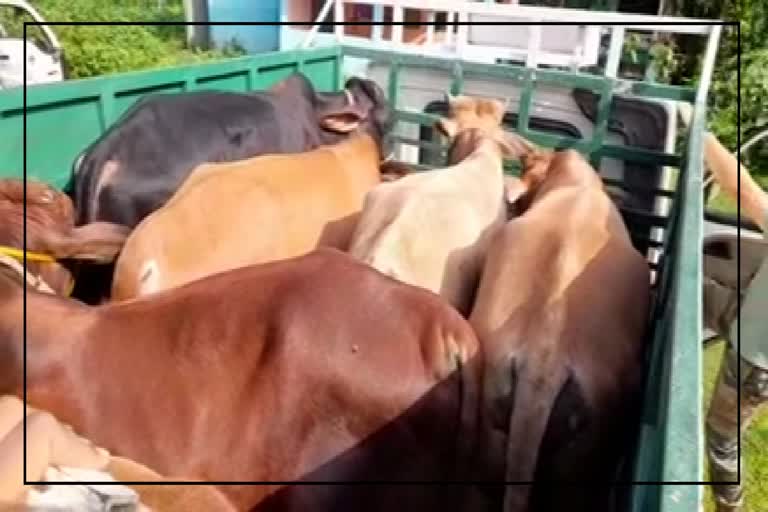 Smuggled cattle seized at Puranigudam