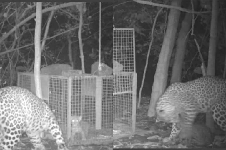 Leopard cub reunited with its mother in mumbai