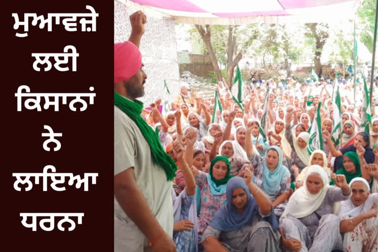 Unseasonal rain in Mansa destroyed crops, farmers staged dharna for compensation