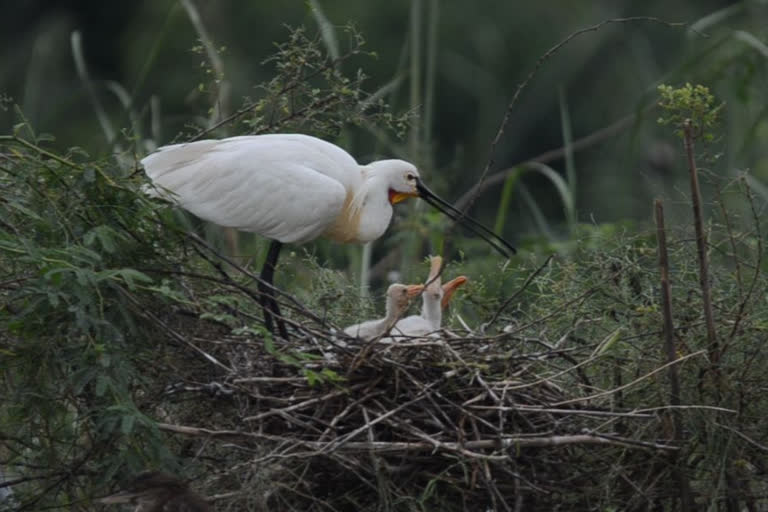 Increase in nesting of Migratory birds in Keoladeo National Park, thanks to good rain