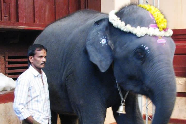 Yashasvini elephant Ownership Certificate  Kukke Subrahmanya temple  Karnataka forest department  ಕುಕ್ಕೆ ಸುಬ್ರಹ್ಮಣ್ಯದ ಯಶಸ್ವಿನಿ ಆನೆ  ಮಾಲಿಕತ್ವ ಪ್ರಮಾಣ ಪತ್ರ  ವಿಶ್ವಪ್ರಸಿದ್ಧ ಕುಕ್ಕೆ ಸುಬ್ರಹ್ಮಣ್ಯ ದೇಗುಲ  ಅರಣ್ಯ ಇಲಾಖೆಯ ಆದೇಶ ಪತ್ರ