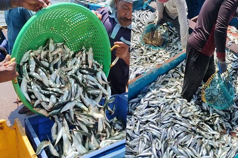 sardine and Indian mackerel fish  huge increase in the availability of fish  chakara in sardine and Indian mackerel fish  latest news in payyanur  latest news in kannur  latest news today  മലയാളികളുടെ ഇഷ്‌ട മത്സ്യമായ മത്തി  മത്തിയുടെയും അയലയുടെയും ലഭ്യത  മത്തി  അയല  മത്സ്യ ലഭ്യതയിൽ വൻ വർധന  പയ്യന്നൂര്‍ ഏറ്റവും പുതിയ വാര്‍ത്ത  കണ്ണൂര്‍ ഏറ്റവും പുതിയ വാര്‍ത്ത  ഇന്നത്തെ പ്രധാന വാര്‍ത്ത  ഏറ്റവും പുതിയ വാര്‍ത്ത  മത്സ്യബന്ധനം