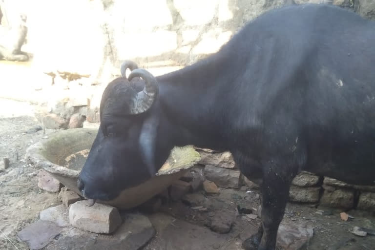 Buffalo Ate Bomb in Kaimur