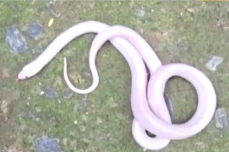 khargone rare snake found