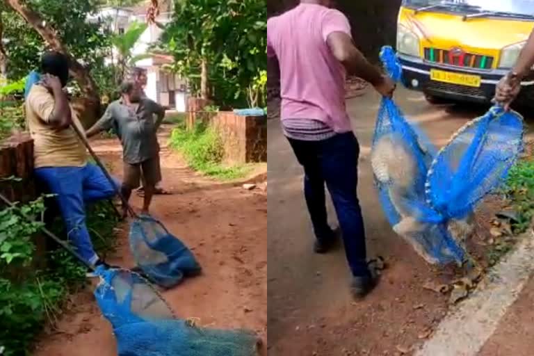 തെരുവുനായ ശല്യം  കരിവെള്ളൂരിൽ തെരുവ് നായ ശല്യം  കരിവെള്ളൂരിൽ തെരുവ് നായ നിയന്ത്രണ സംഘം  കണ്ണൂരിൽ തെരുവ് നായ ആക്രമണം  Stray dog control programs started in Karivallur  Stray dog control programs in kannur  Stray dog attack in kannur  Stray dog attack kerala