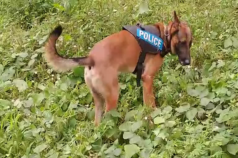 Elanthoor Human sacrifice  bone recovered from Elanthoor house premises  Elanthoor house premises  അസ്ഥി കഷ്‌ണം കണ്ടെടുത്തു  നരബലി  അസ്ഥി കഷ്‌ണം  Maya  Murphy  മായ  മര്‍ഫി