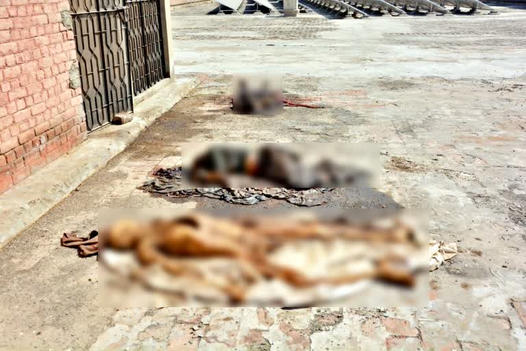 Huge Dump of Putrefied Bodies in Pakistan