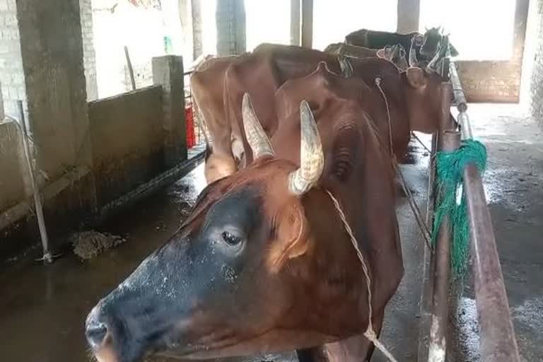 cow died from phaileriya disease in pipili puri